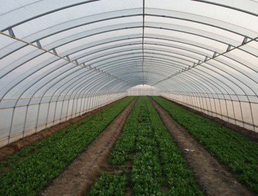 Single greenhouse