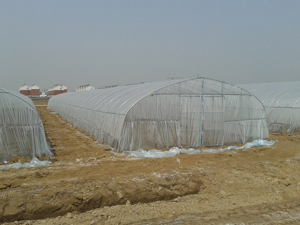 Single greenhouse